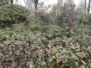 野外繁茂的绿植景观