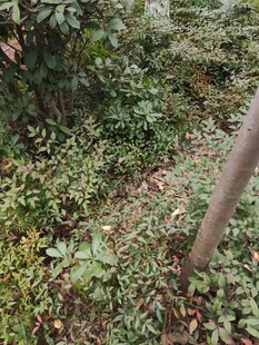 户外繁茂绿植景象