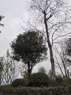 冬日郊野树木景观