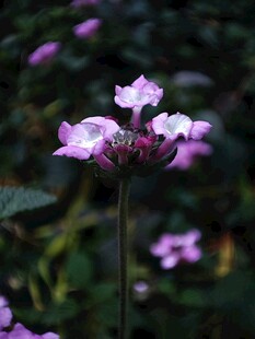 紫色小花绽放于绿意间