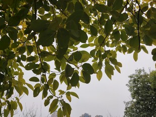 枝叶间的朦胧景致