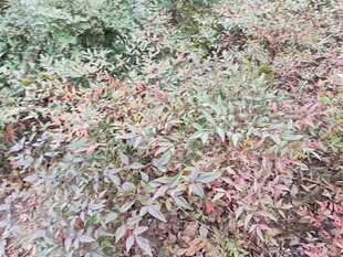 地面多彩植物景观