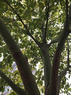 仰视繁茂大树枝叶