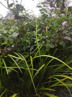 繁茂绿植中的生机景象