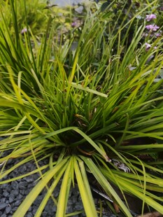 翠绿细长叶片的观赏植物