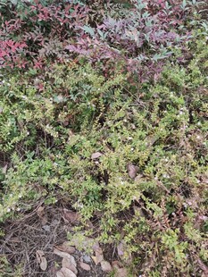 多彩地面植物景观