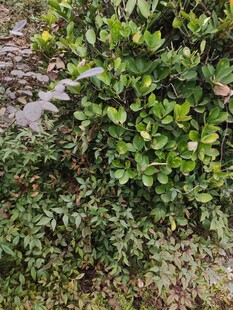 绿叶繁茂的灌木丛