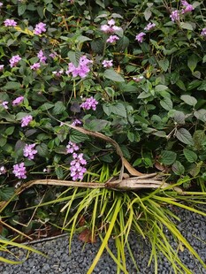 绿叶紫花间的黄色植物