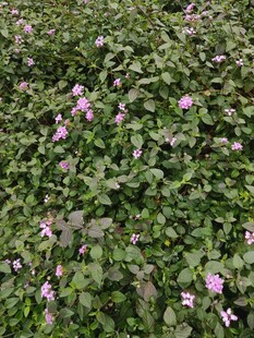 粉色小花点缀绿色草地