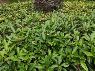 嫩绿植物簇拥的景象