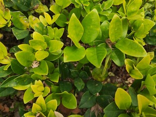 翠绿繁茂的叶片植物