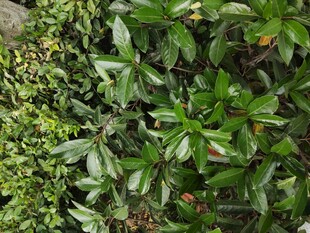 绿叶繁茂的植物景观