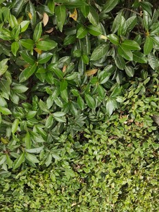 翠绿繁茂的植物景观