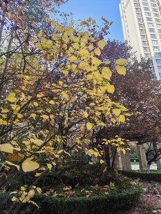 秋日城市中的金黄树木