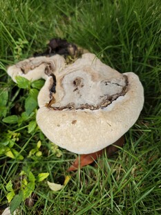 野生菌类 云芝 灵芝