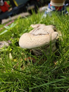 野生菌类 云芝 灵芝