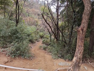 苏州穹窿山林间小道