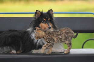 小狗与小豹亲昵互动