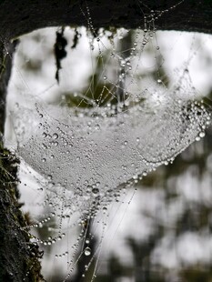 晶莹蛛网挂于枝头