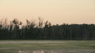 黄昏下的静谧草地树林