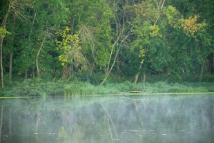 湖畔晨景 绿意盎然