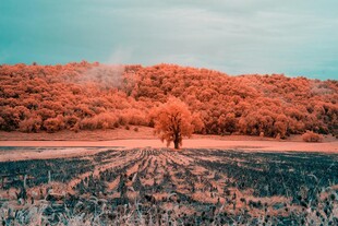 秋日旷野中的孤独身影