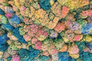 秋日多彩森林俯瞰图