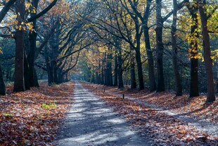 秋日林间小道 落叶铺径