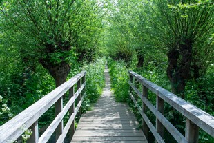 林间木桥 绿意盎然的小径