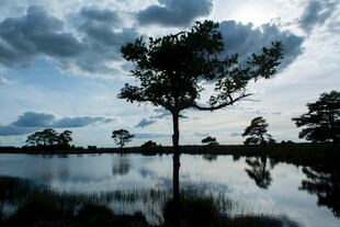 湖畔孤树与天空倒影