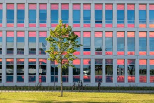 现代建筑前的翠绿小树