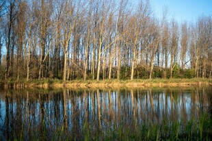 湖畔树林倒影的静谧风光