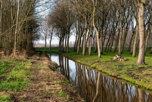 林间小河畔的自然美景