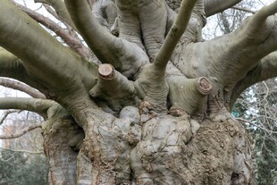古老粗壮的大树树干