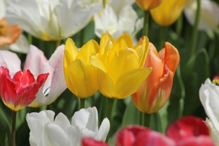 多彩郁金香绽放美景