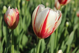 红白条纹郁金香绽放