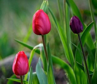 娇艳郁金香绽放于绿野