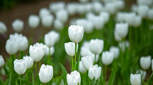 白色郁金香花海绽放