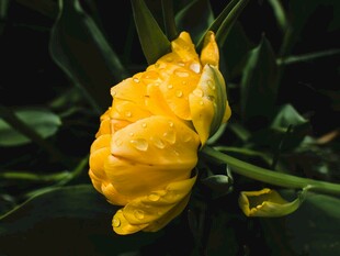 带水珠的黄色娇艳玫瑰花