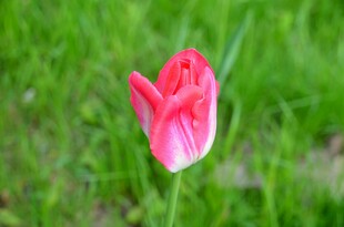 娇艳红粉郁金香绽放