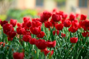 鲜艳红郁金香绽放美景