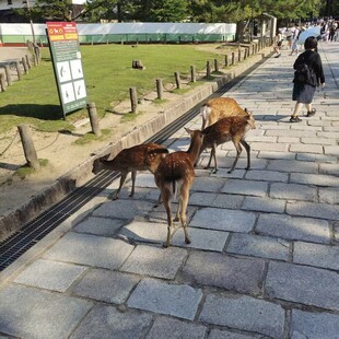 公园中人与小鹿和谐共处