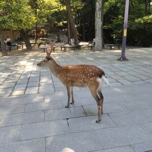 公园中站立的可爱梅花鹿