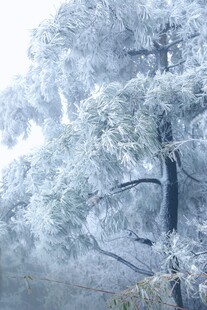 雾凇覆盖的树木景观