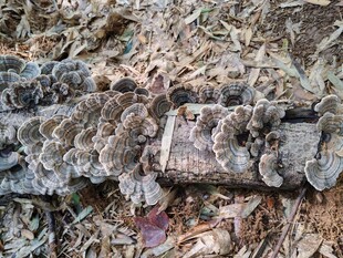 穹窿山野生云芝 菌干