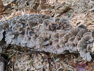 穹窿山野生云芝 菌干
