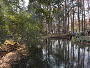 林间静谧小河与木桥景色
