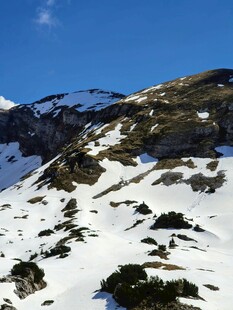 雪山景致 覆雪与绿植相映