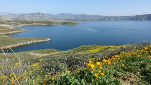 湖畔黄花伴青山美景