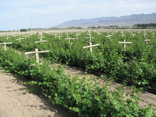 大美高台 葡萄庄园